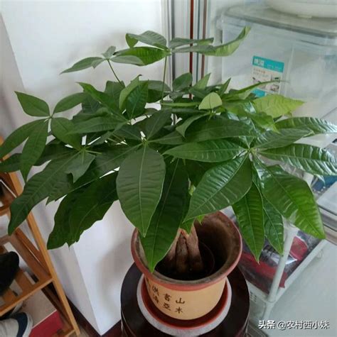 發財樹種子|發財樹種植方法和注意事項